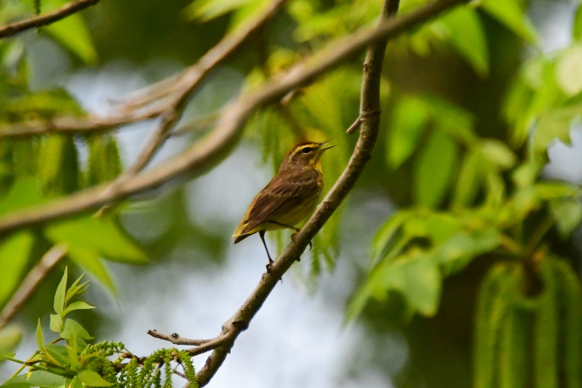 Palm Warbler - ML634424224