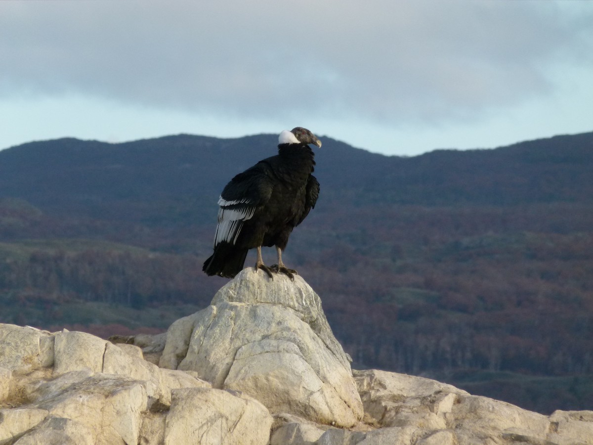 Andean Condor - ML634424273