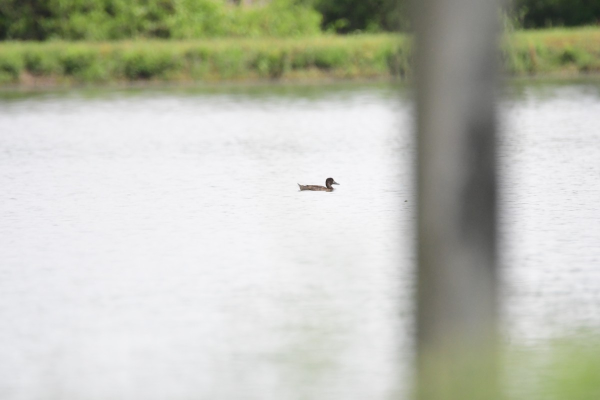Lesser Scaup - ML634424294