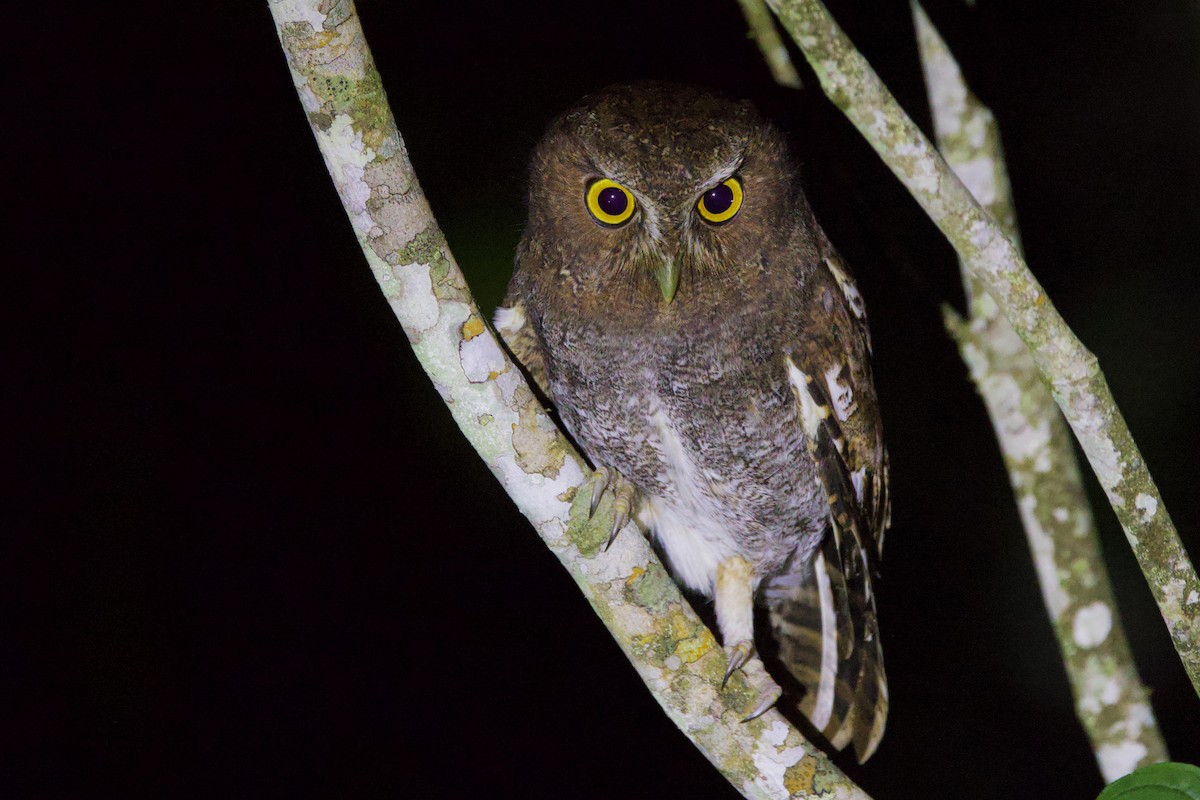 Foothill Screech-Owl - ML634424366