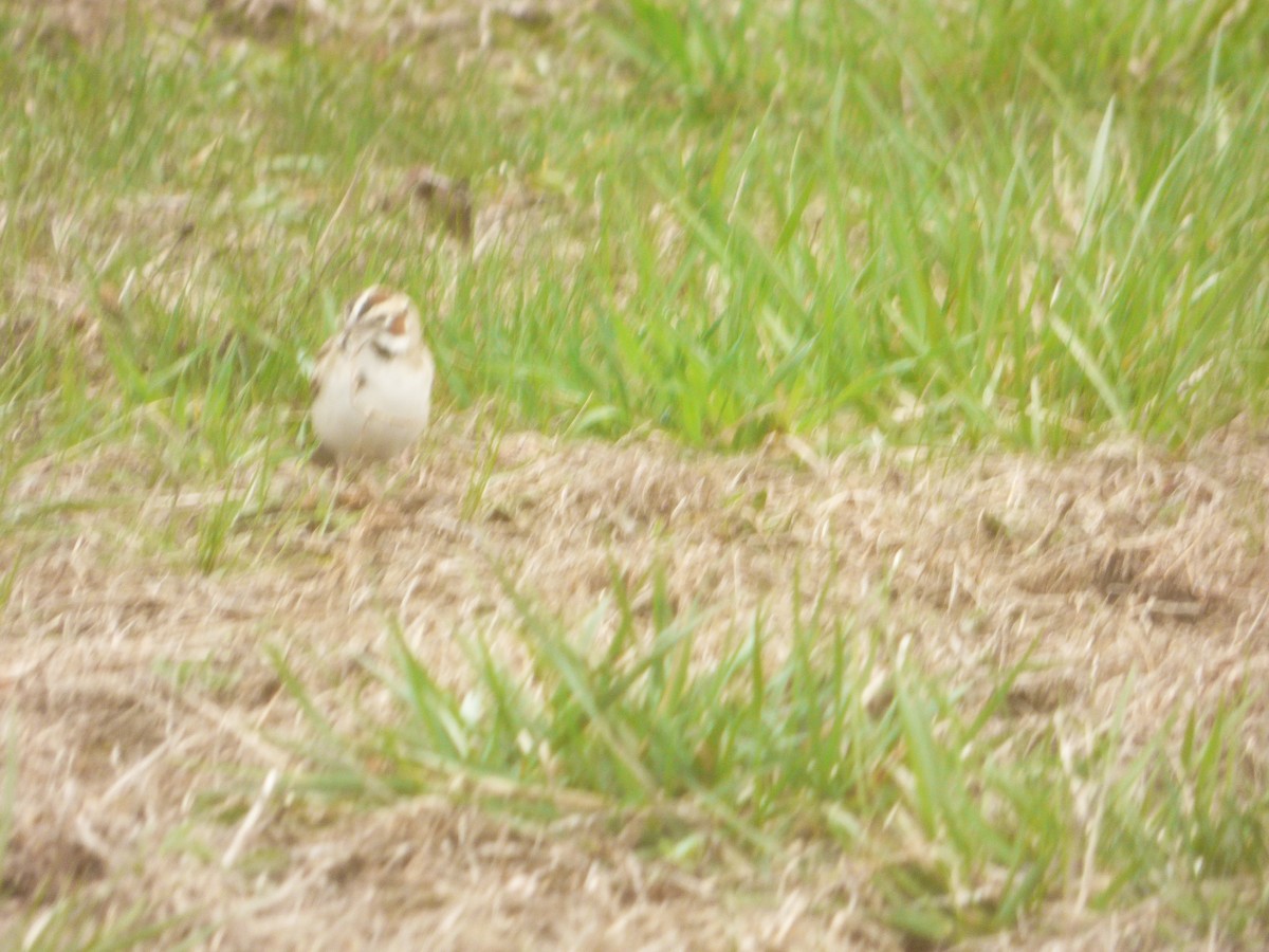 Lark Sparrow - ML634424416