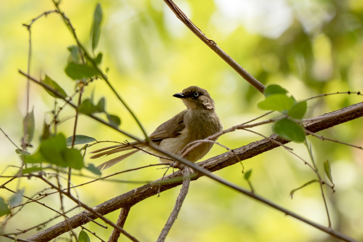 Sombre Greenbul - ML634424481