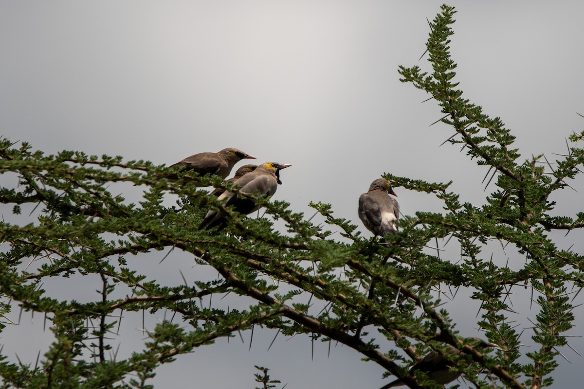 Wattled Starling - ML634424546