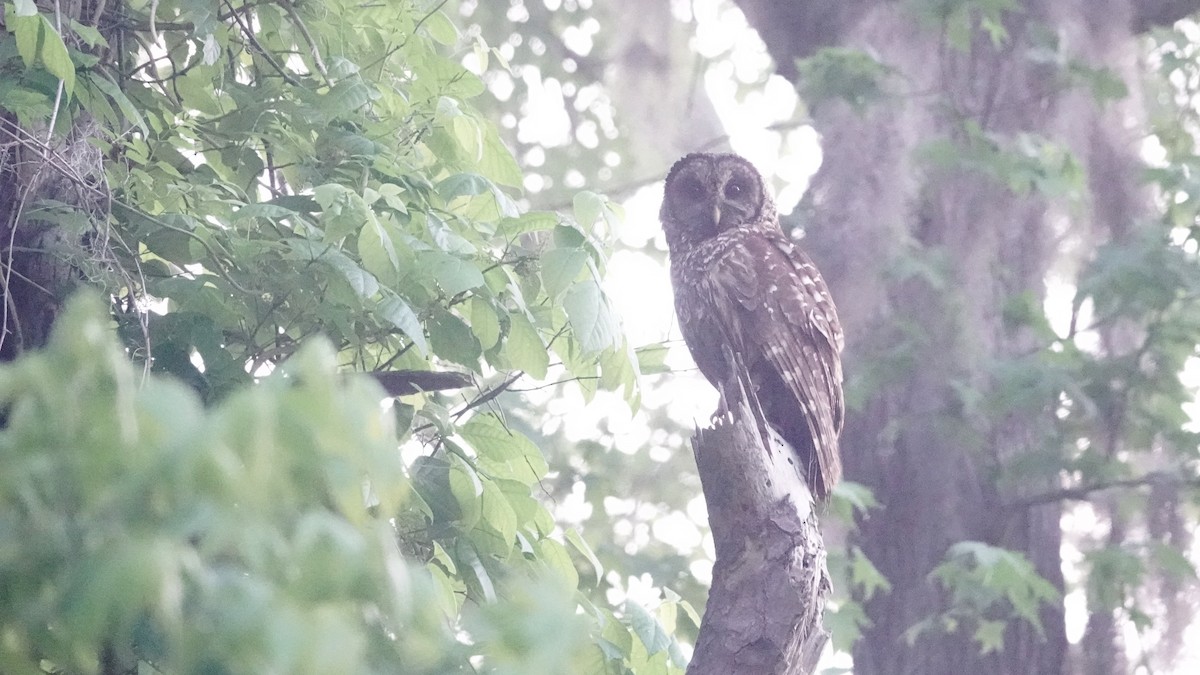 Barred Owl - ML634424583