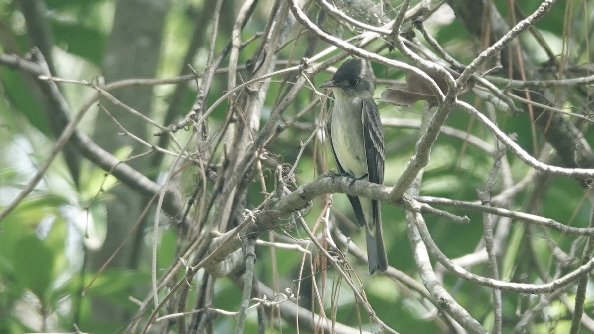 Eastern Wood-Pewee - ML634424598