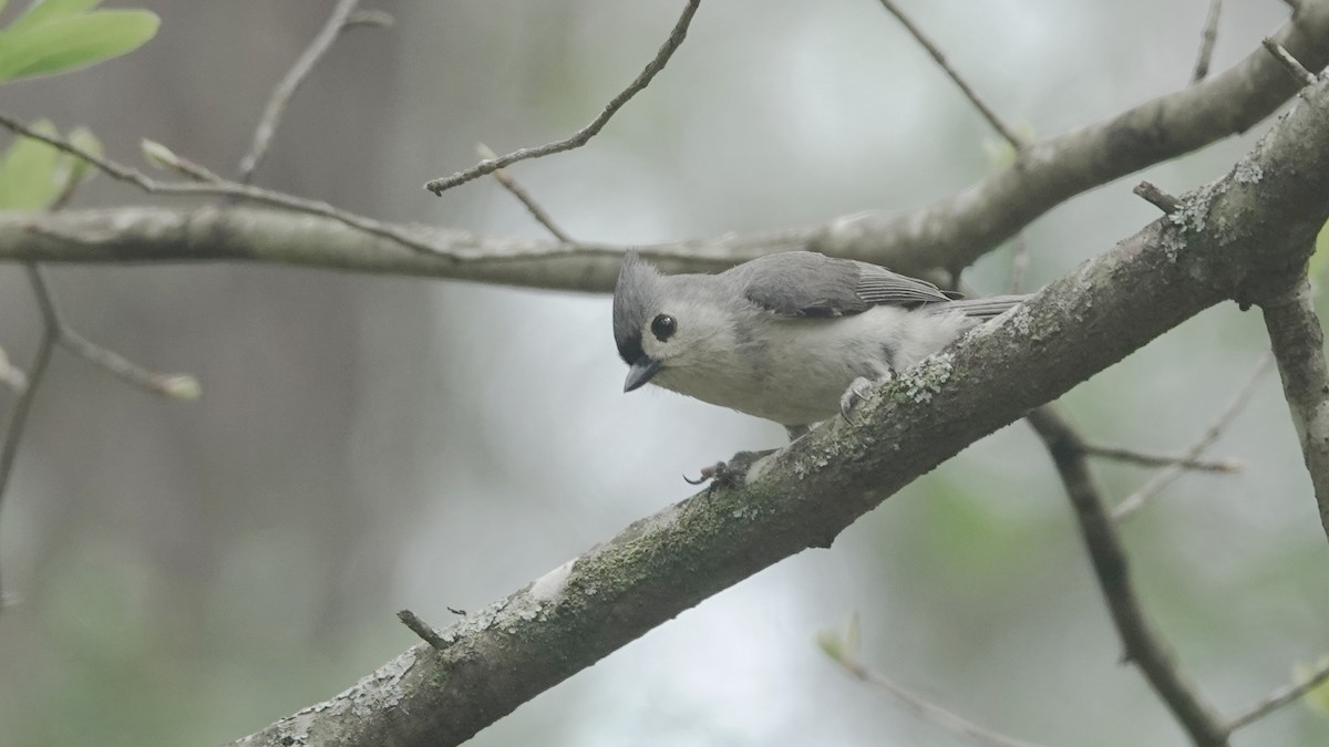 Tufted Titmouse - ML634424611