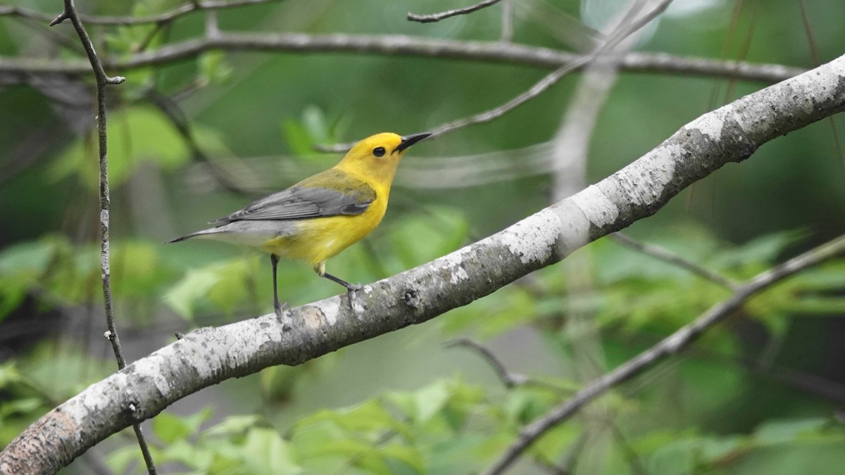 Prothonotary Warbler - ML634424613