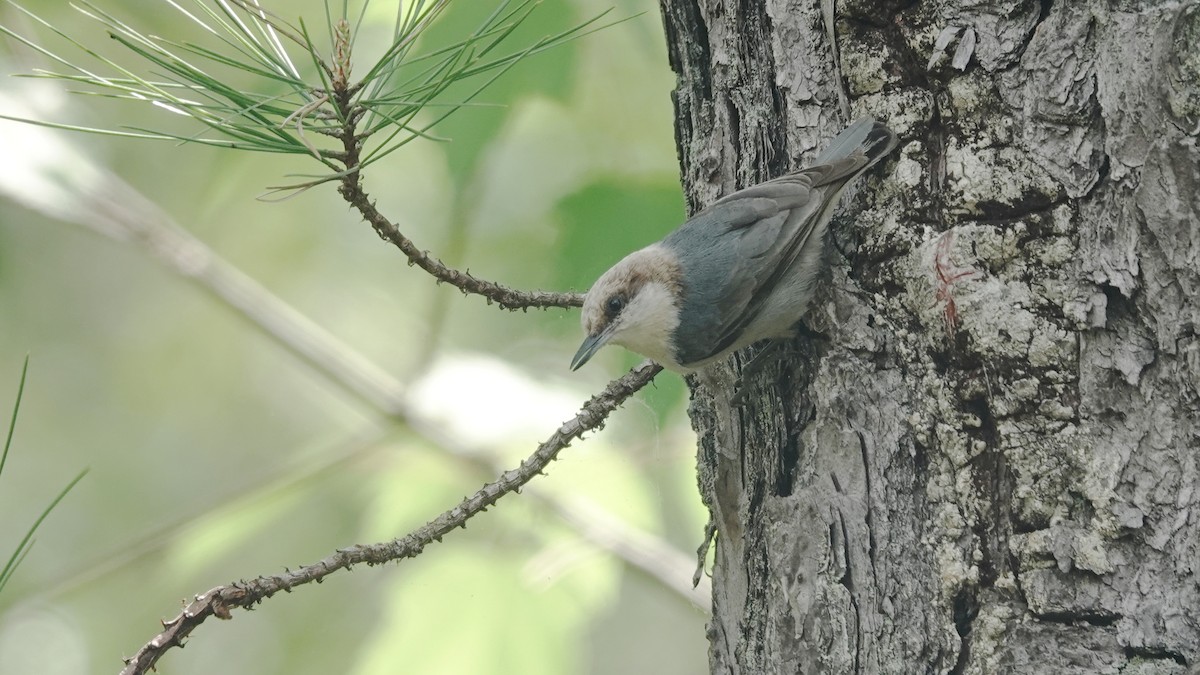 Brown-headed Nuthatch - ML634424638