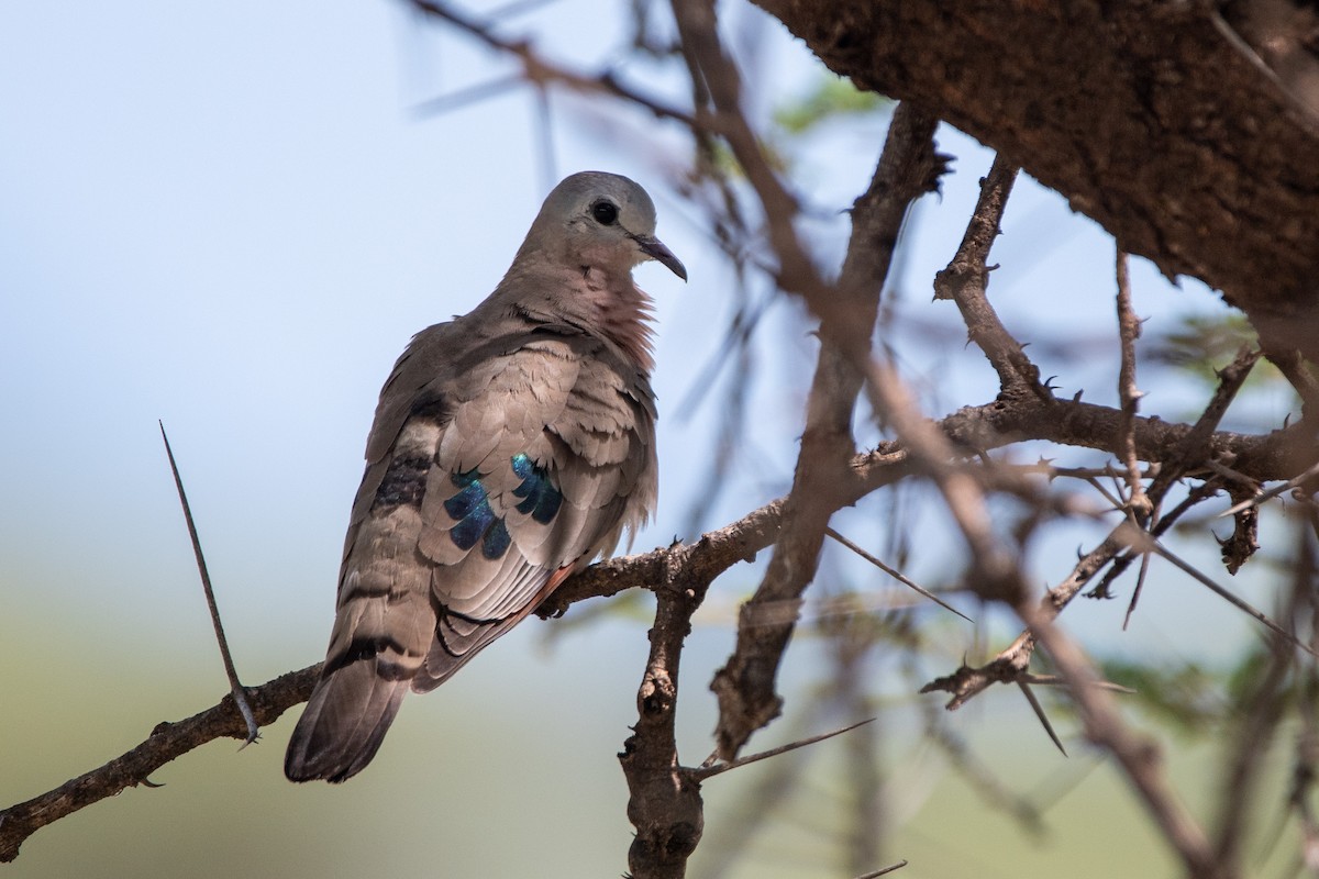 Emerald-spotted Wood-Dove - ML634424726