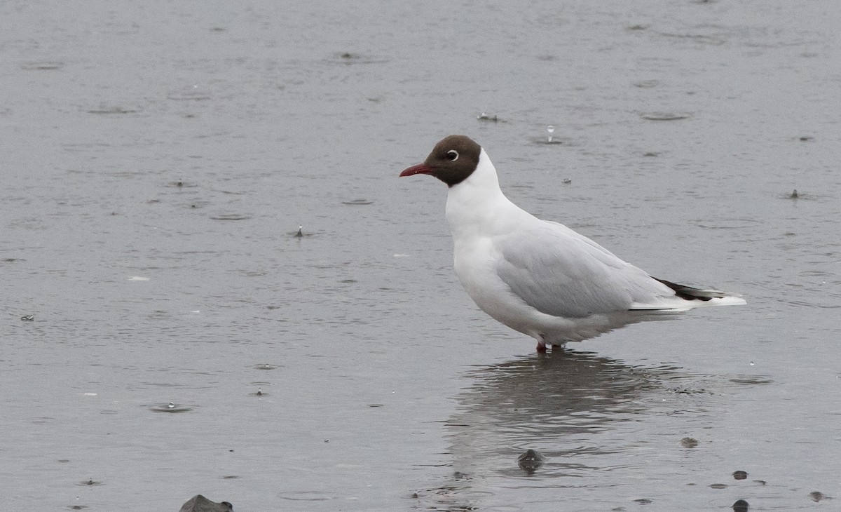 Brown-hooded Gull - Sonja Ross