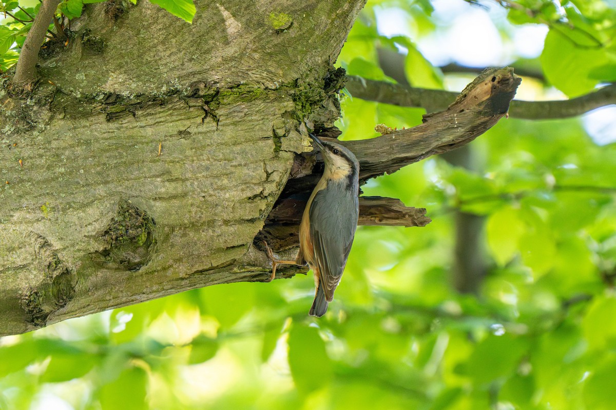Eurasian Nuthatch - ML634425047