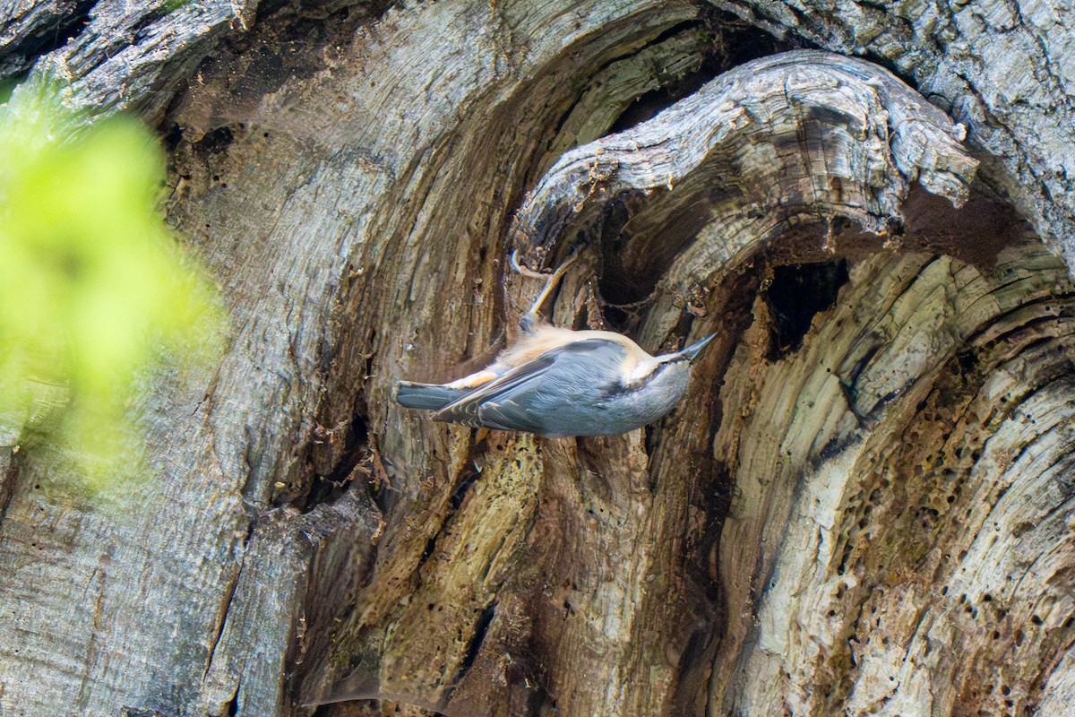 Eurasian Nuthatch - ML634425072