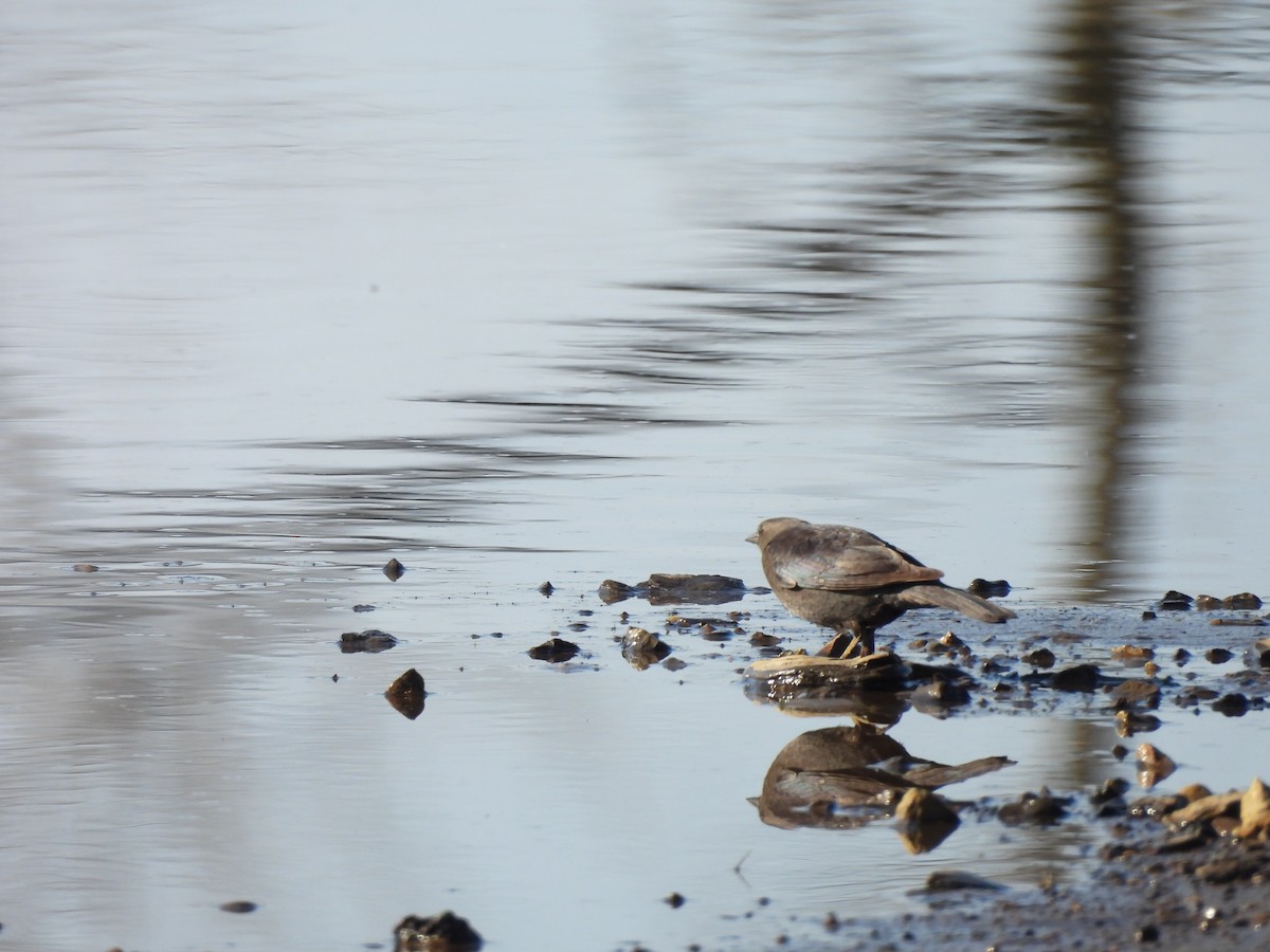 Brewer's Blackbird - ML634425086