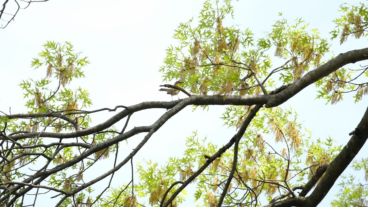 gulbrystparula - ML634425106