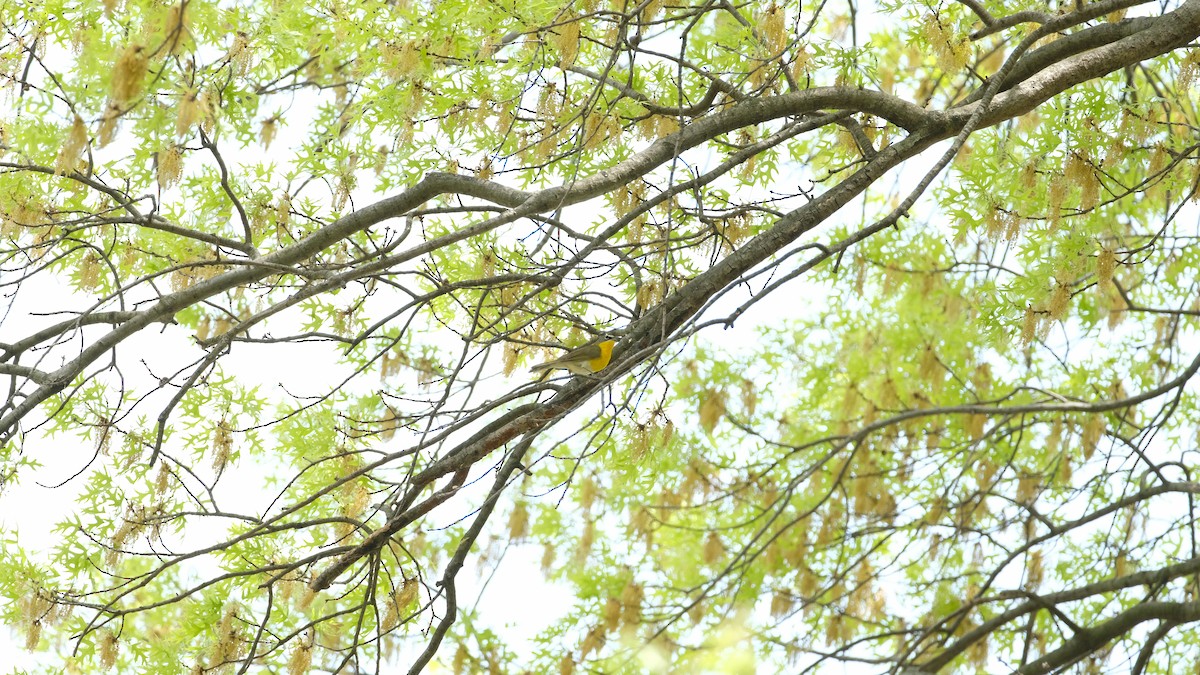 gulbrystparula - ML634425113
