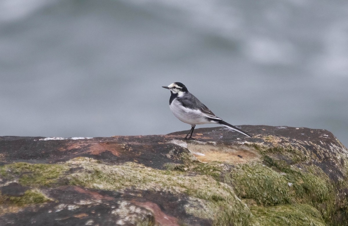 White Wagtail - ML634425131