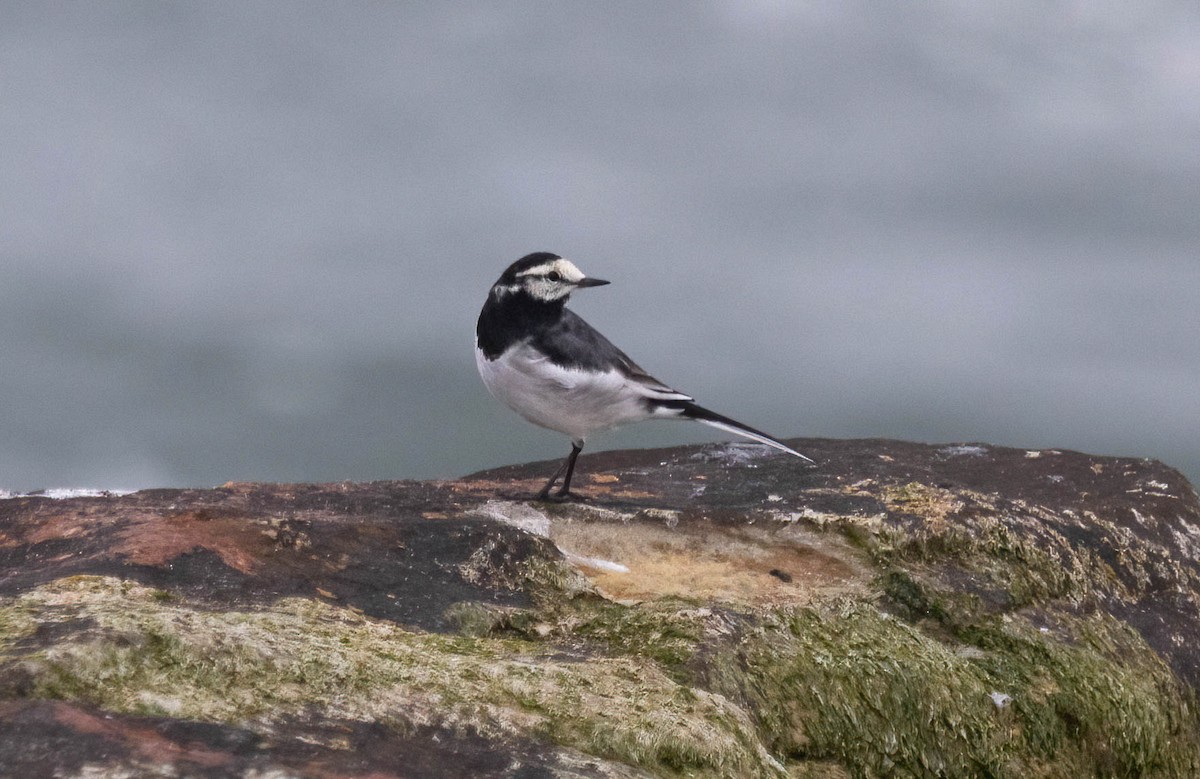 White Wagtail - ML634425132