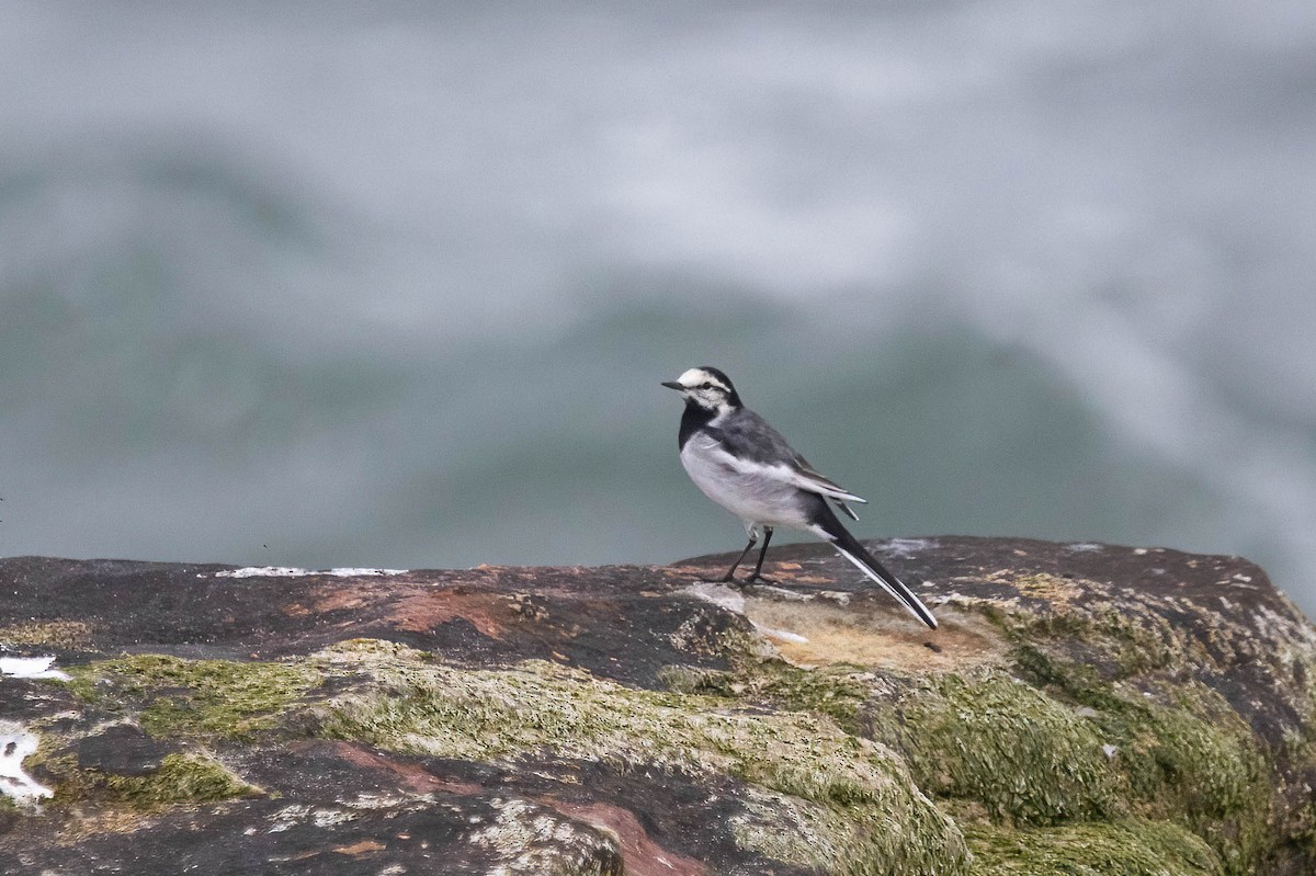 White Wagtail - ML634425133