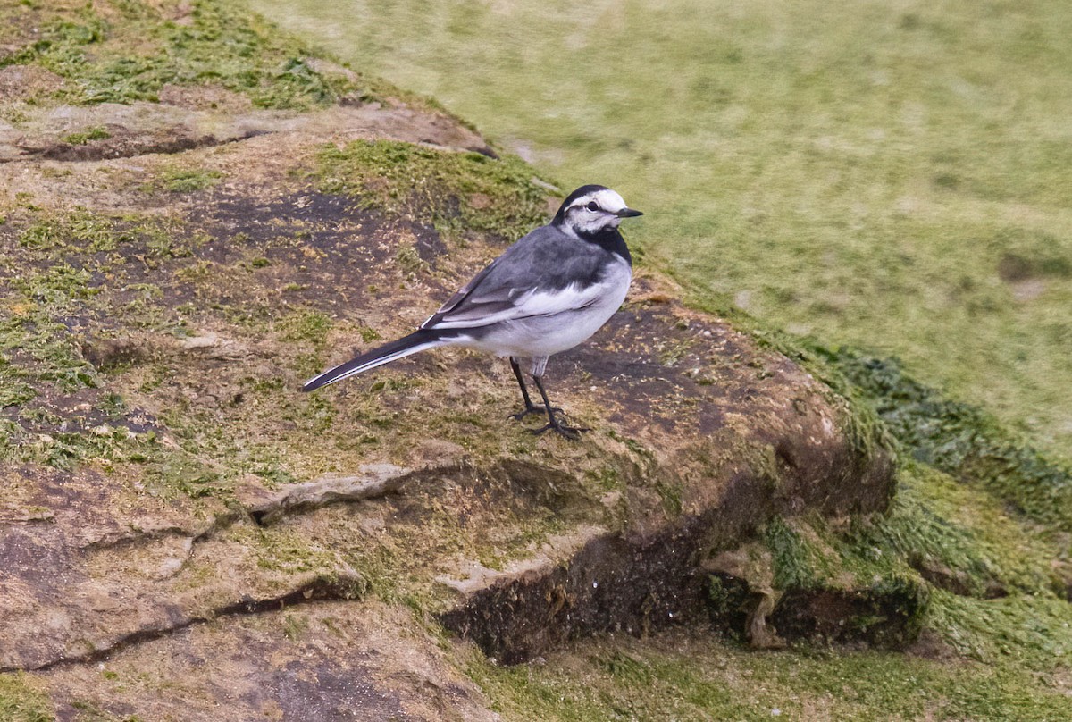 White Wagtail - ML634425134