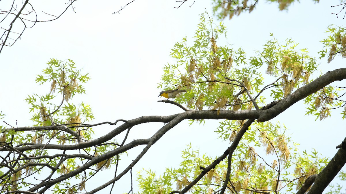 gulbrystparula - ML634425161