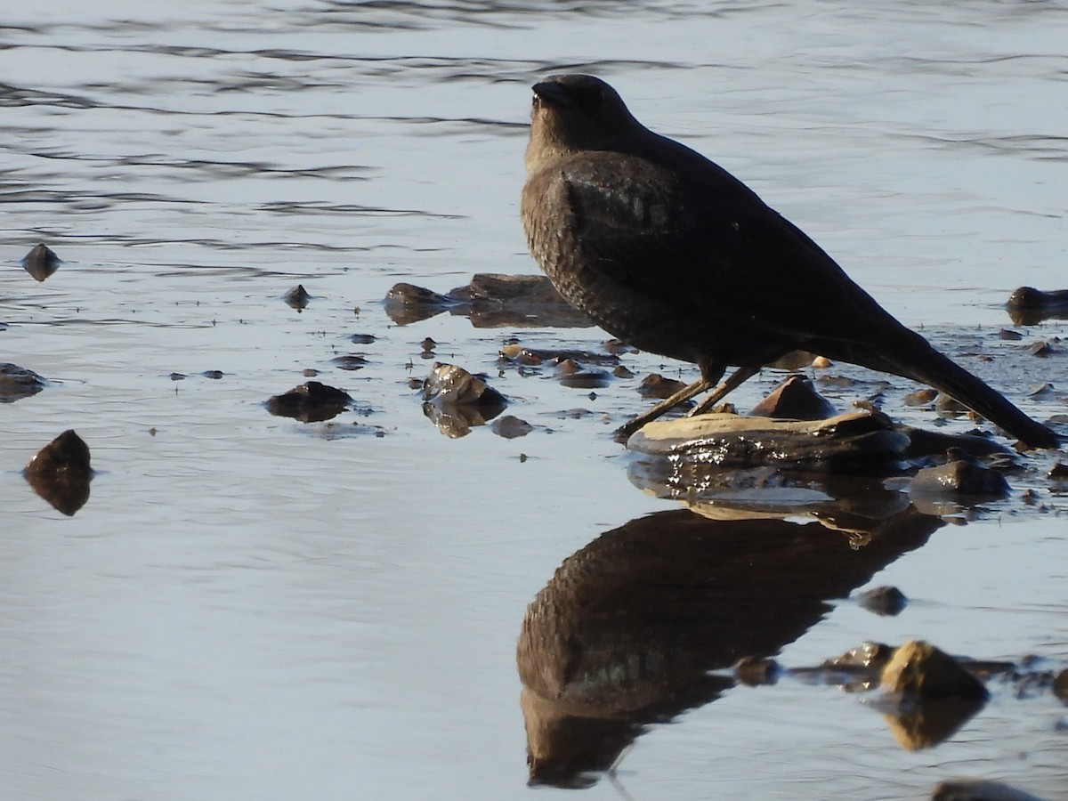 Brewer's Blackbird - ML634425177