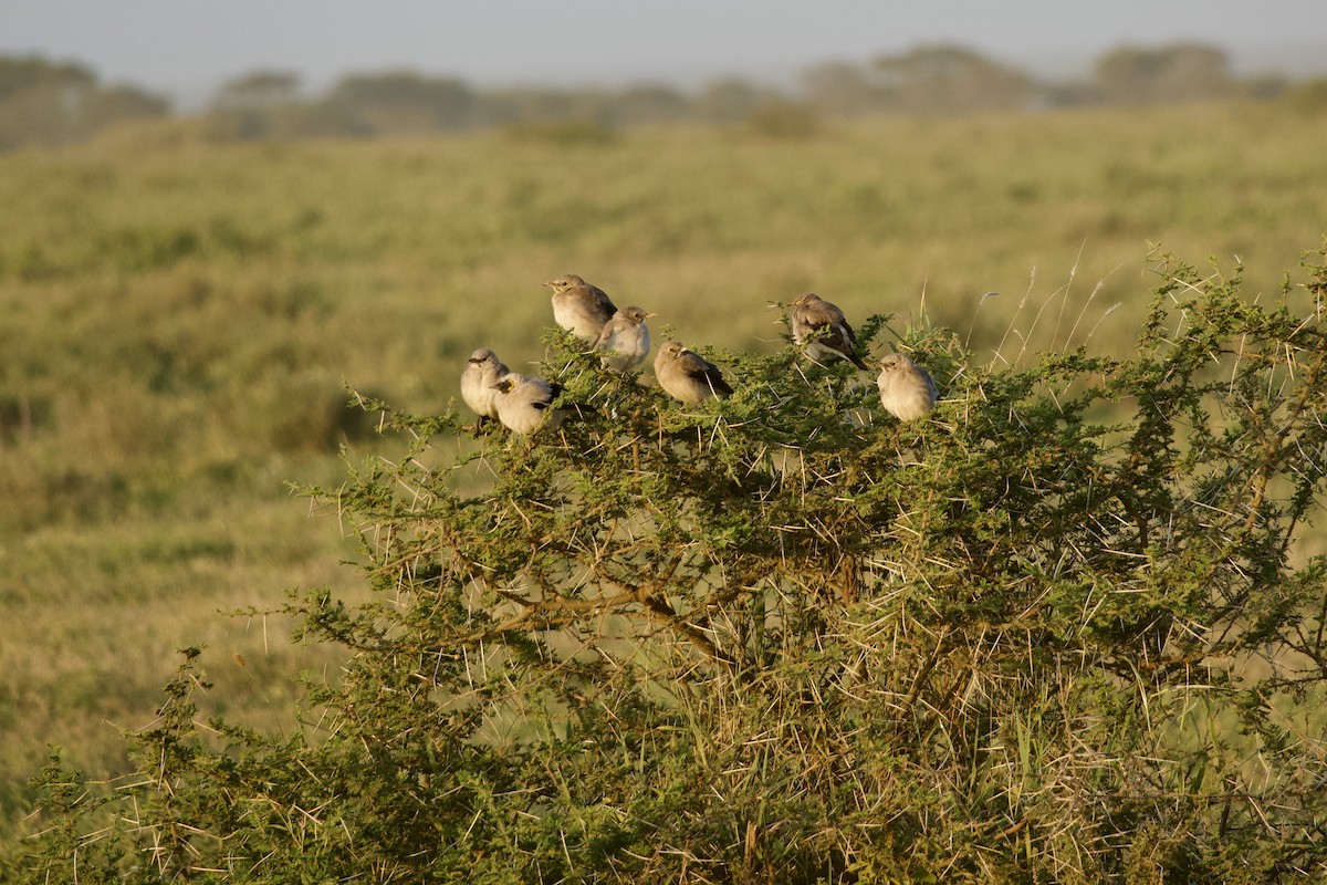 Wattled Starling - ML634425246