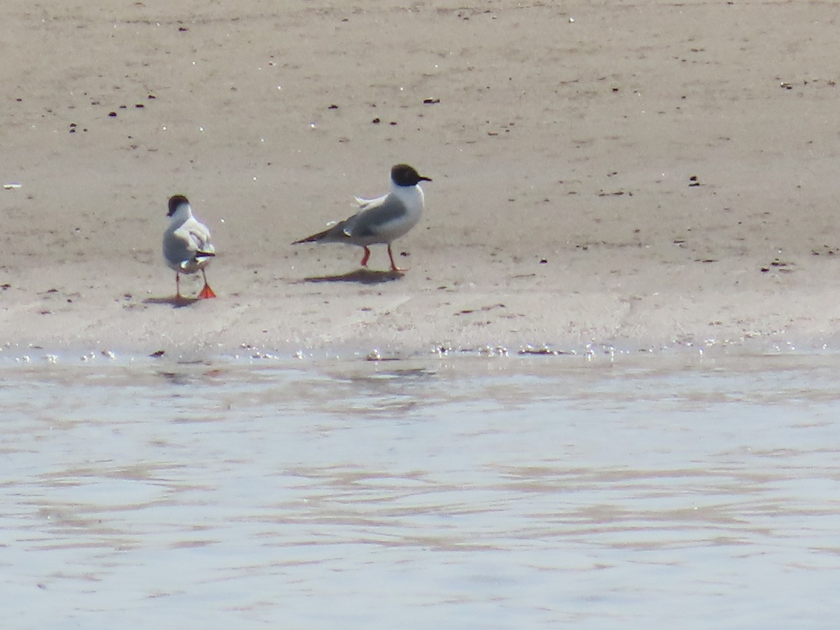 Bonaparte's Gull - ML634425381