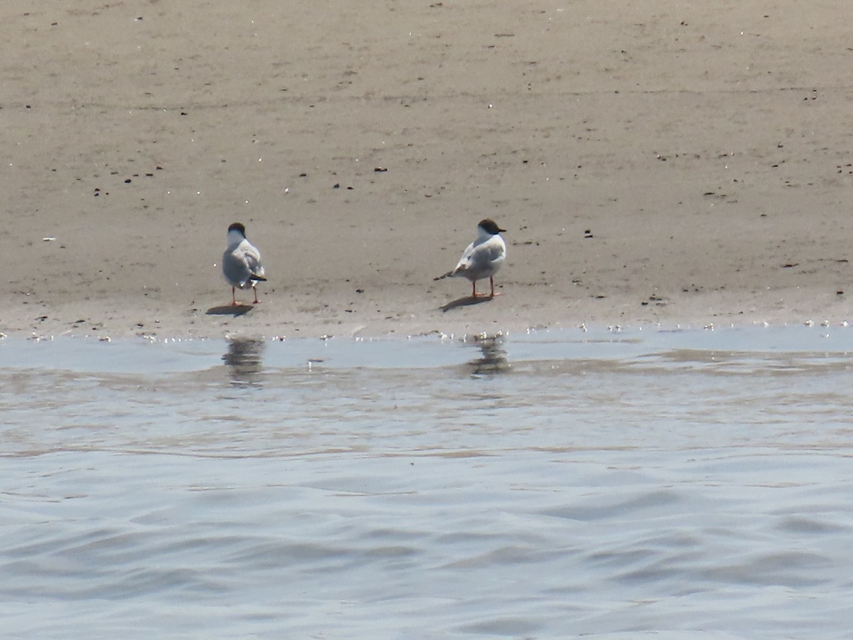Bonaparte's Gull - ML634425382