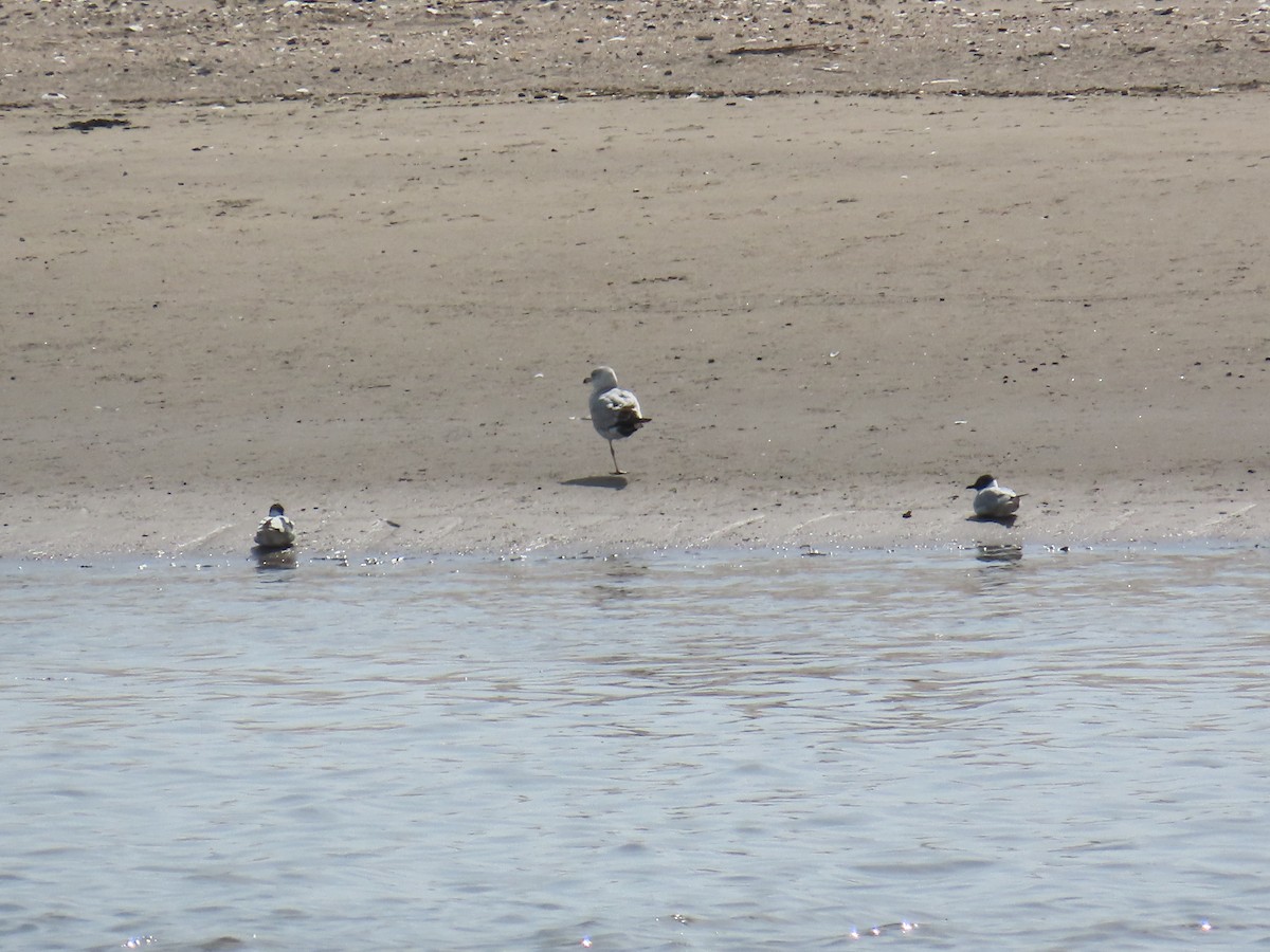 Bonaparte's Gull - ML634425383