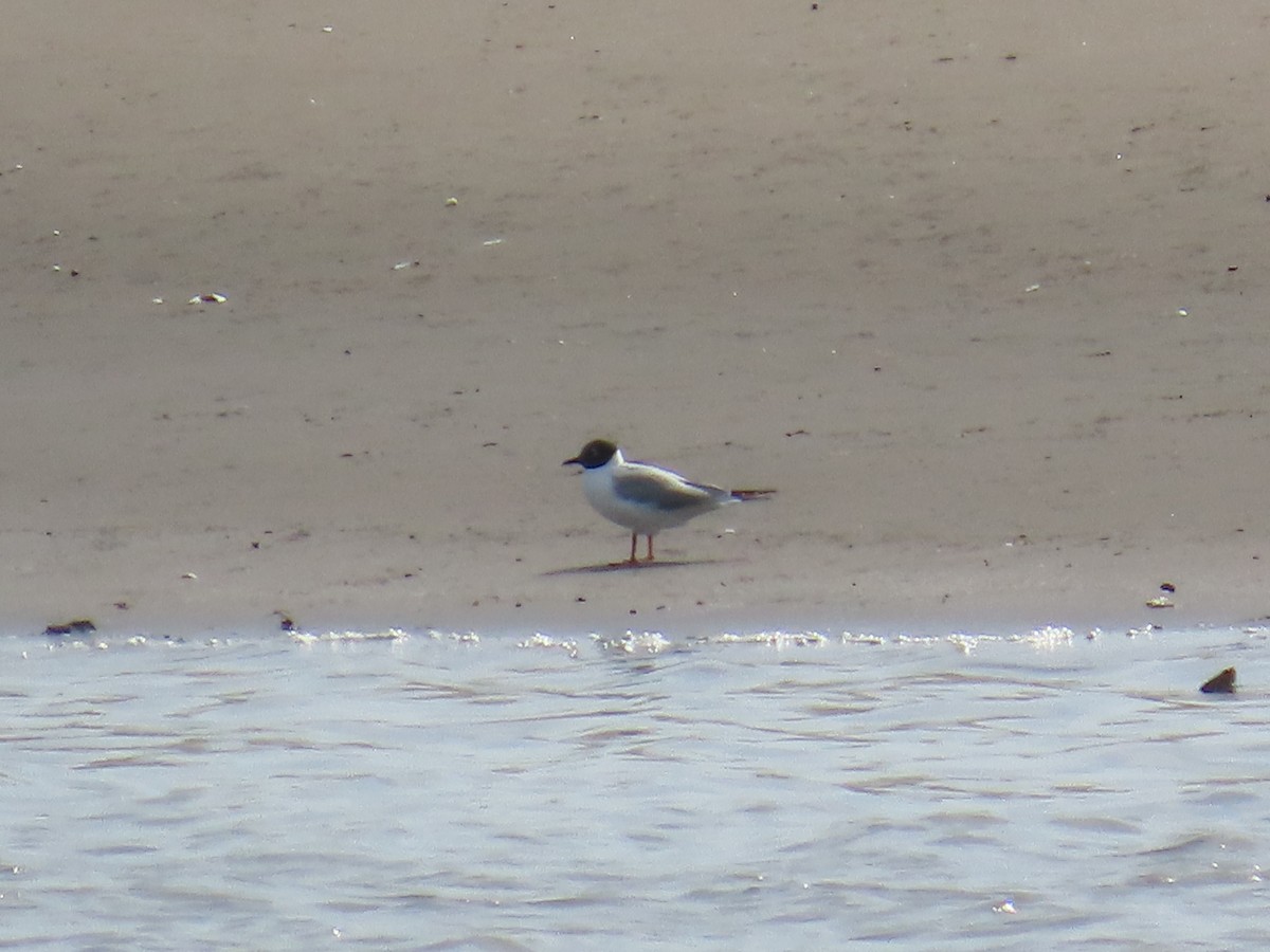 Bonaparte's Gull - ML634425392