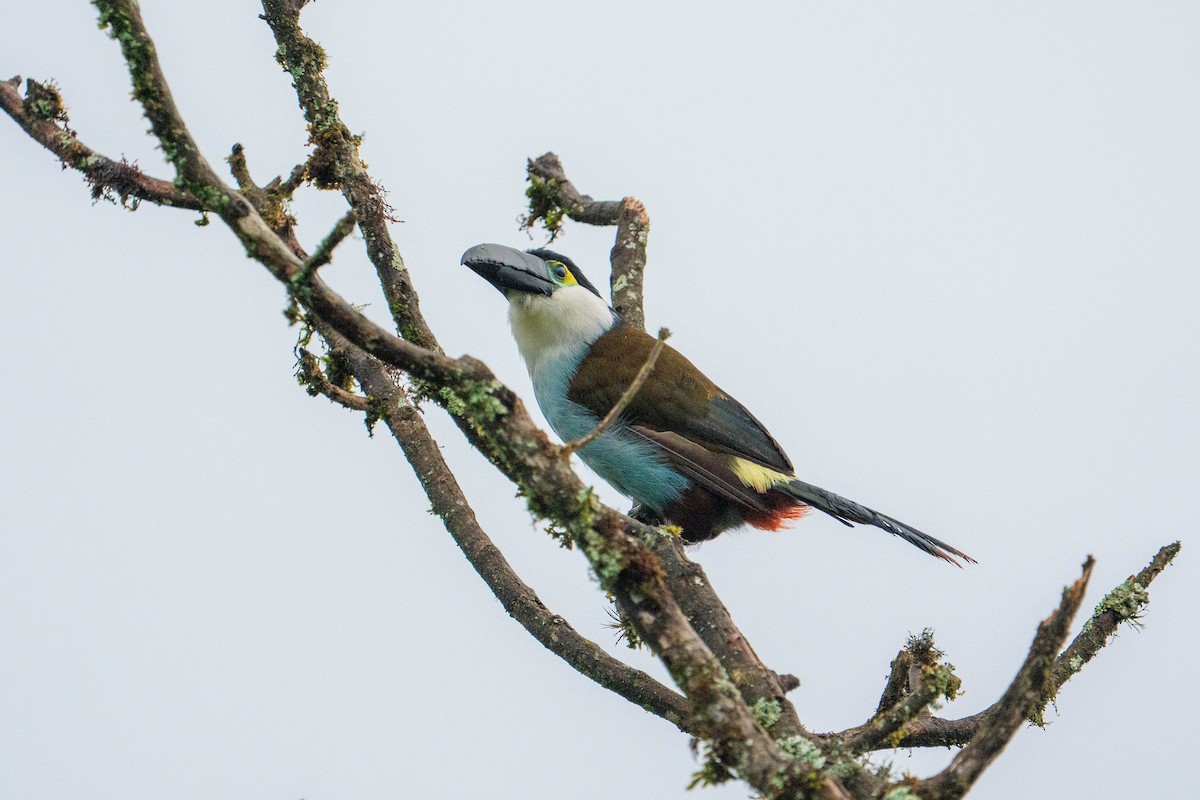 Black-billed Mountain-Toucan - ML634425410