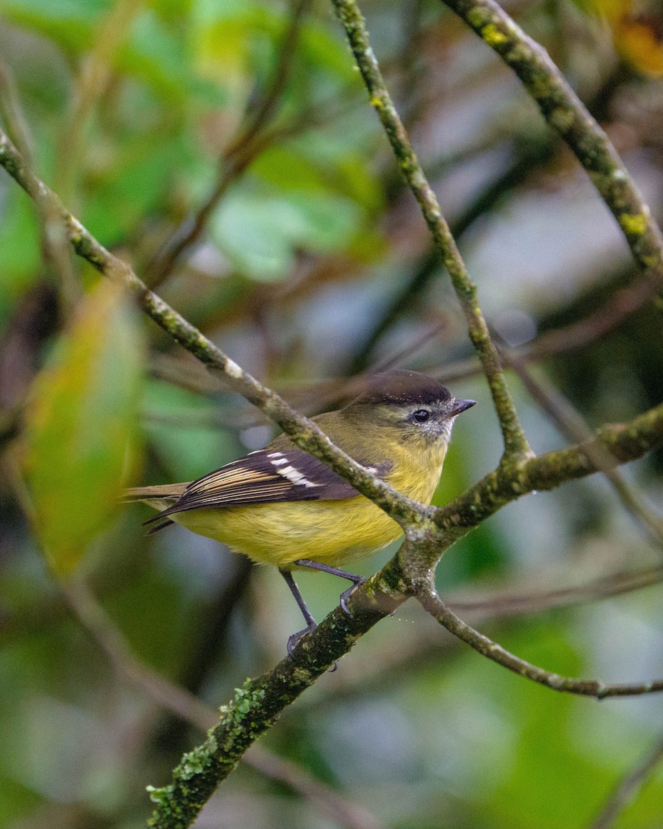 Black-capped Tyrannulet - ML634425443