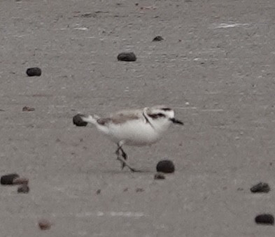 Snowy Plover - ML634425810