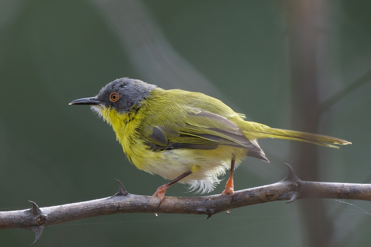 Yellow-breasted Apalis - ML634425826