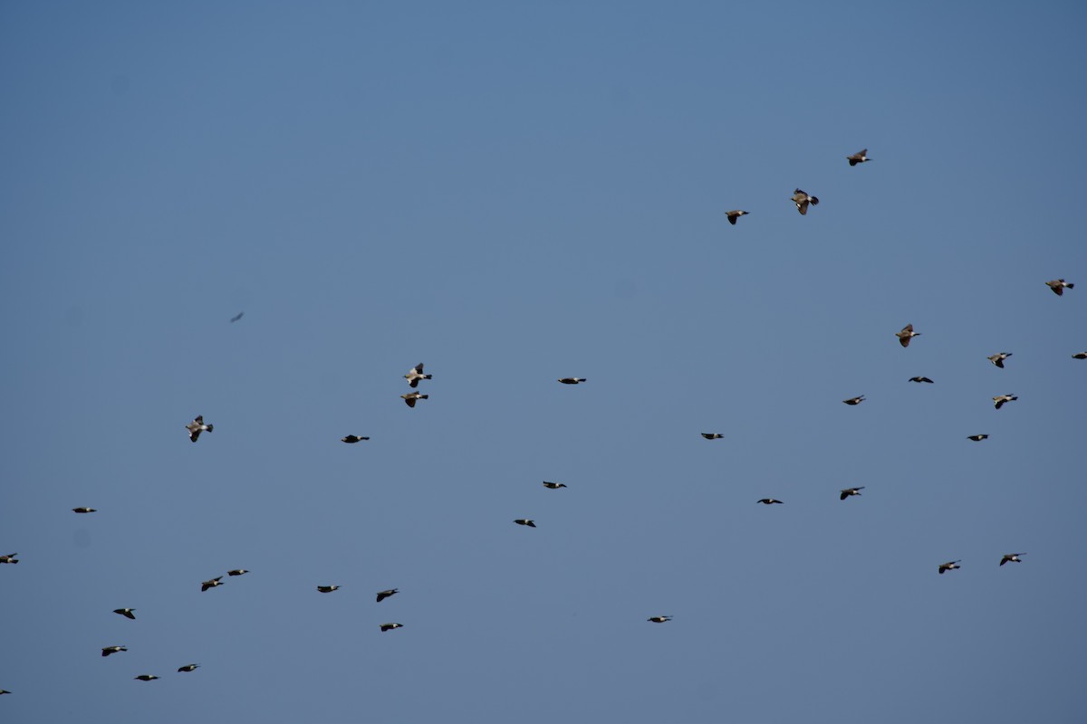 Wattled Starling - ML634425988