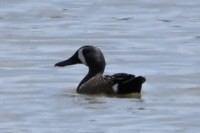 Blue-winged Teal - ML634426071