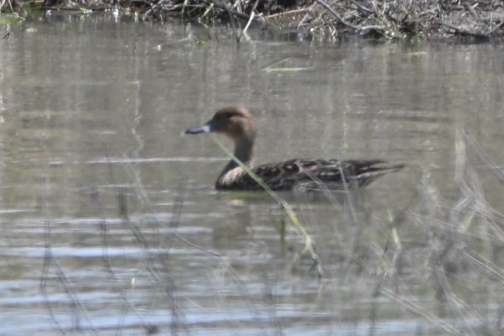 Northern Pintail - ML634426117