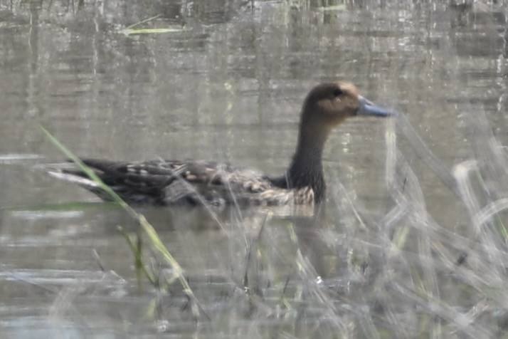 Northern Pintail - ML634426118