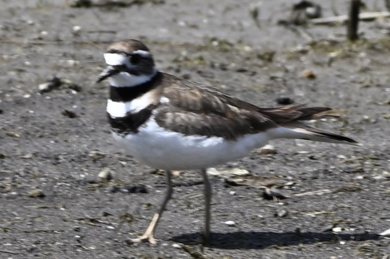 Killdeer - ML634426132