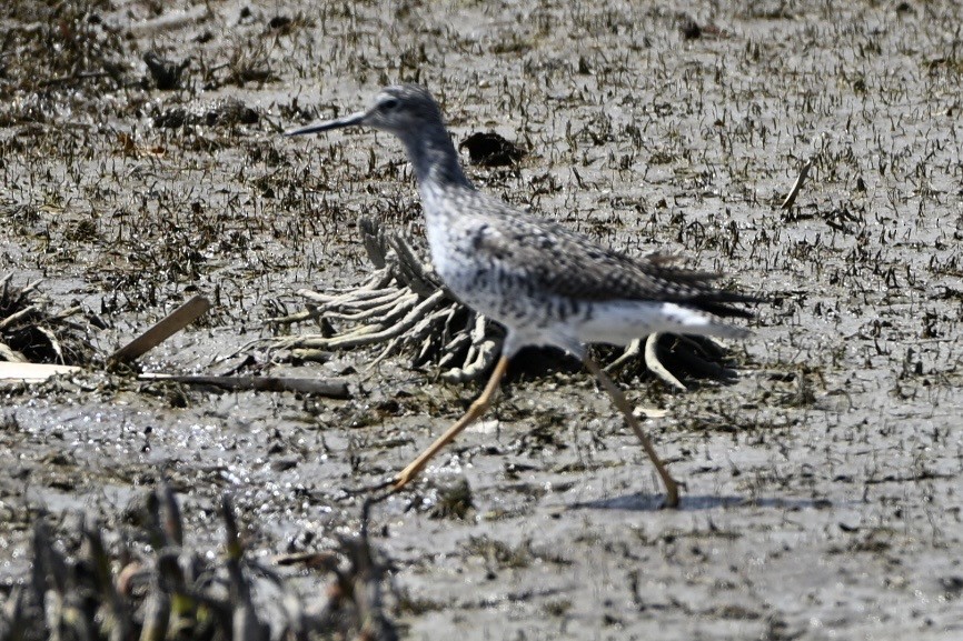 Greater Yellowlegs - ML634426166