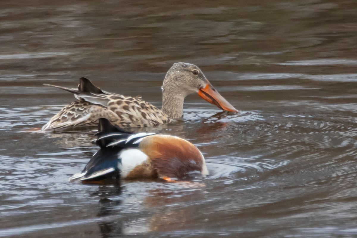 Northern Shoveler - ML634426176