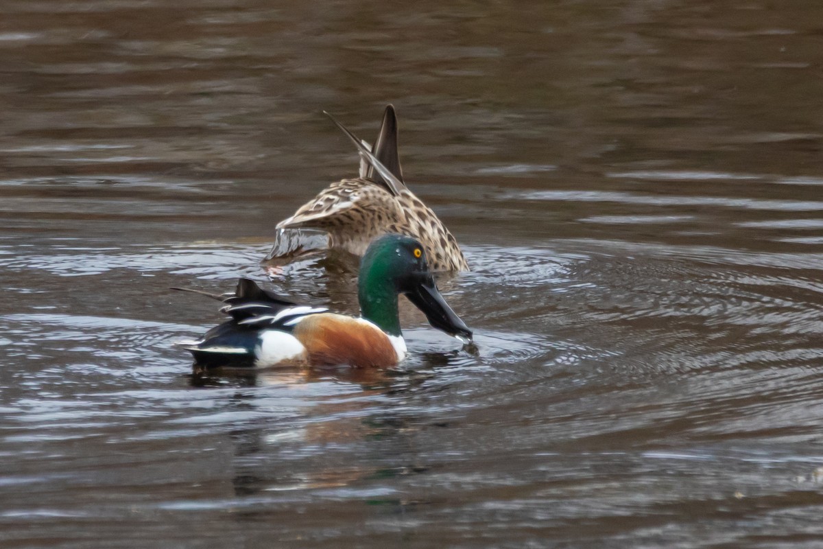 Northern Shoveler - ML634426177