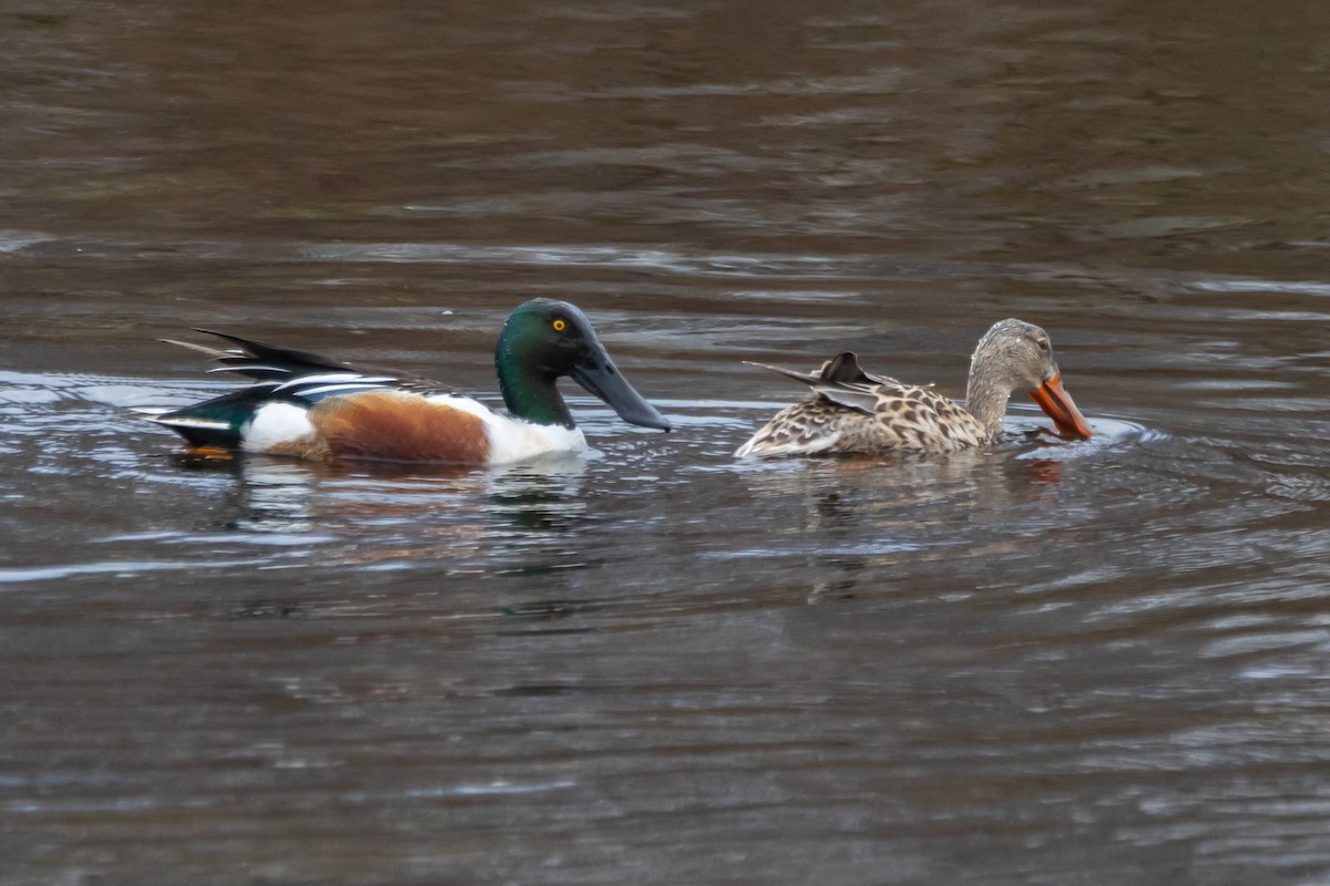 Northern Shoveler - ML634426178
