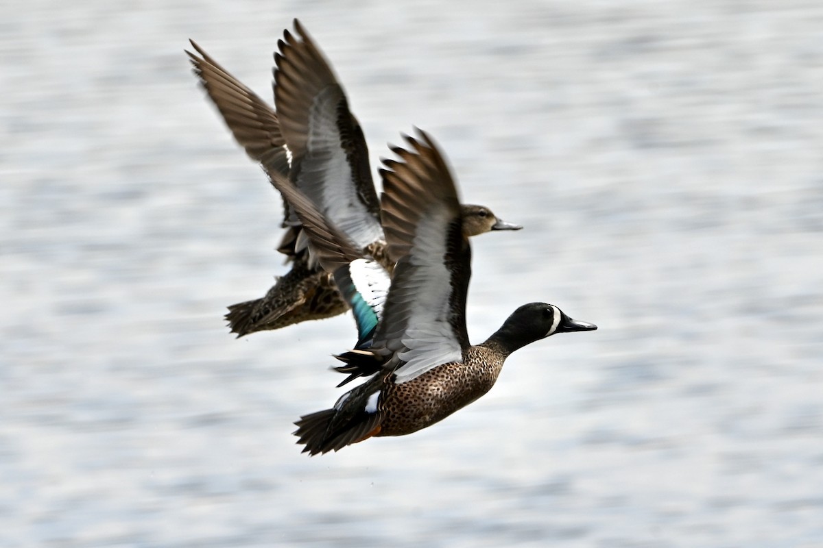 Blue-winged Teal - ML634426181
