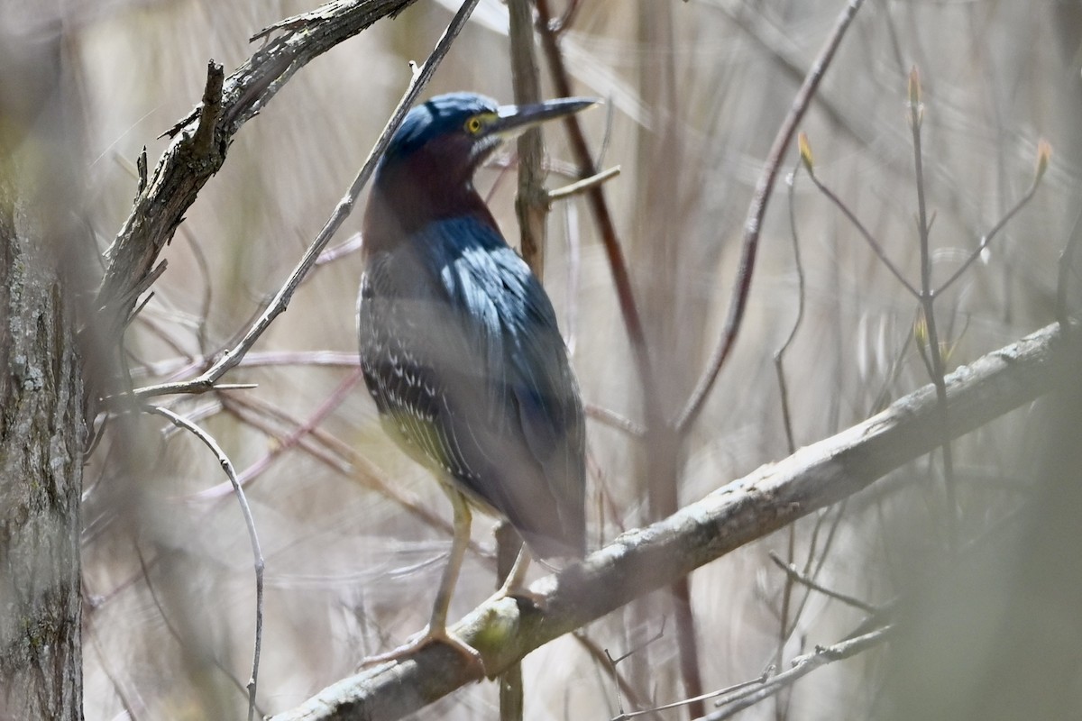 Green Heron - ML634426202
