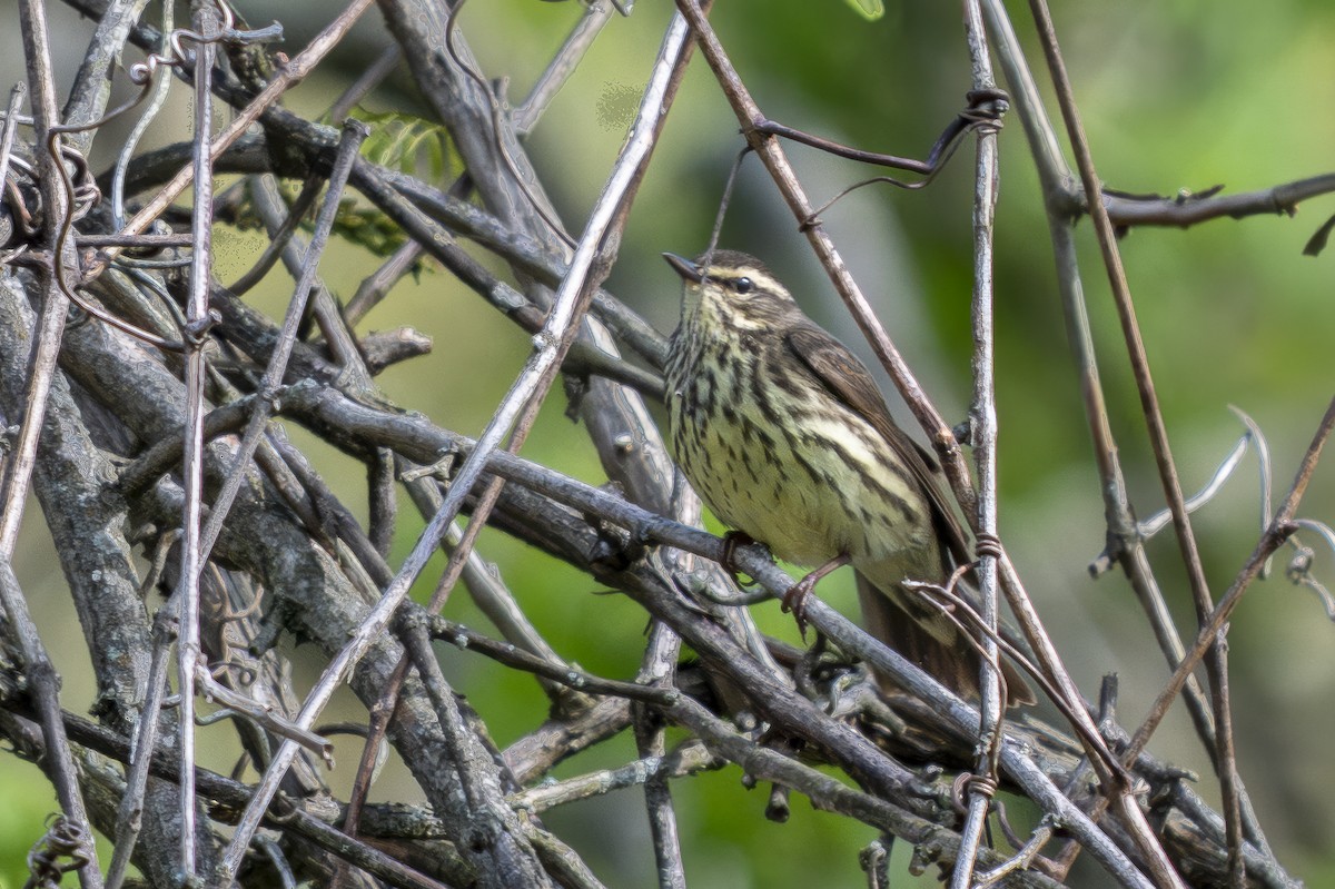 Northern Waterthrush - ML634426243