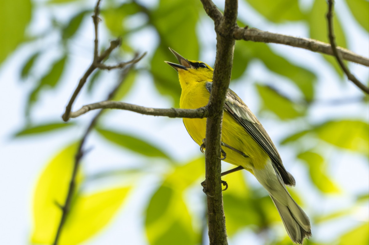 Blue-winged Warbler - ML634426249