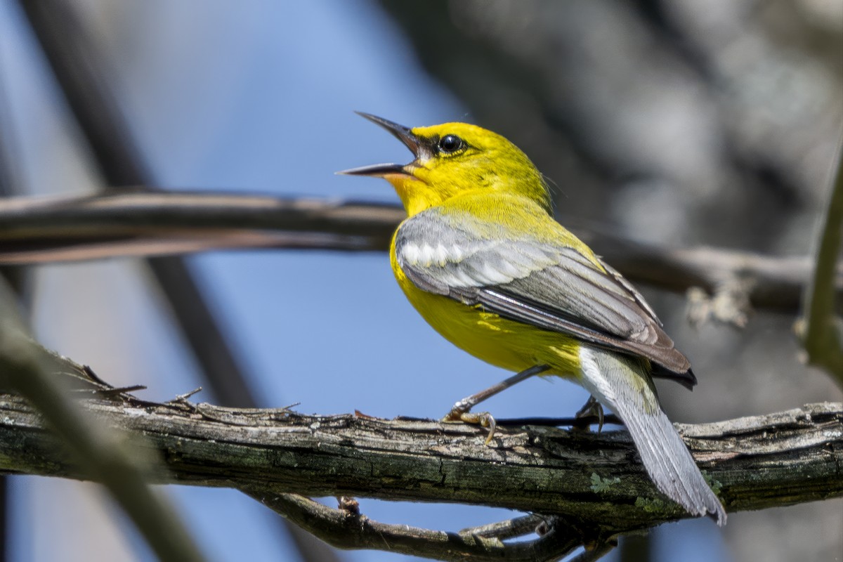 Blue-winged Warbler - ML634426255
