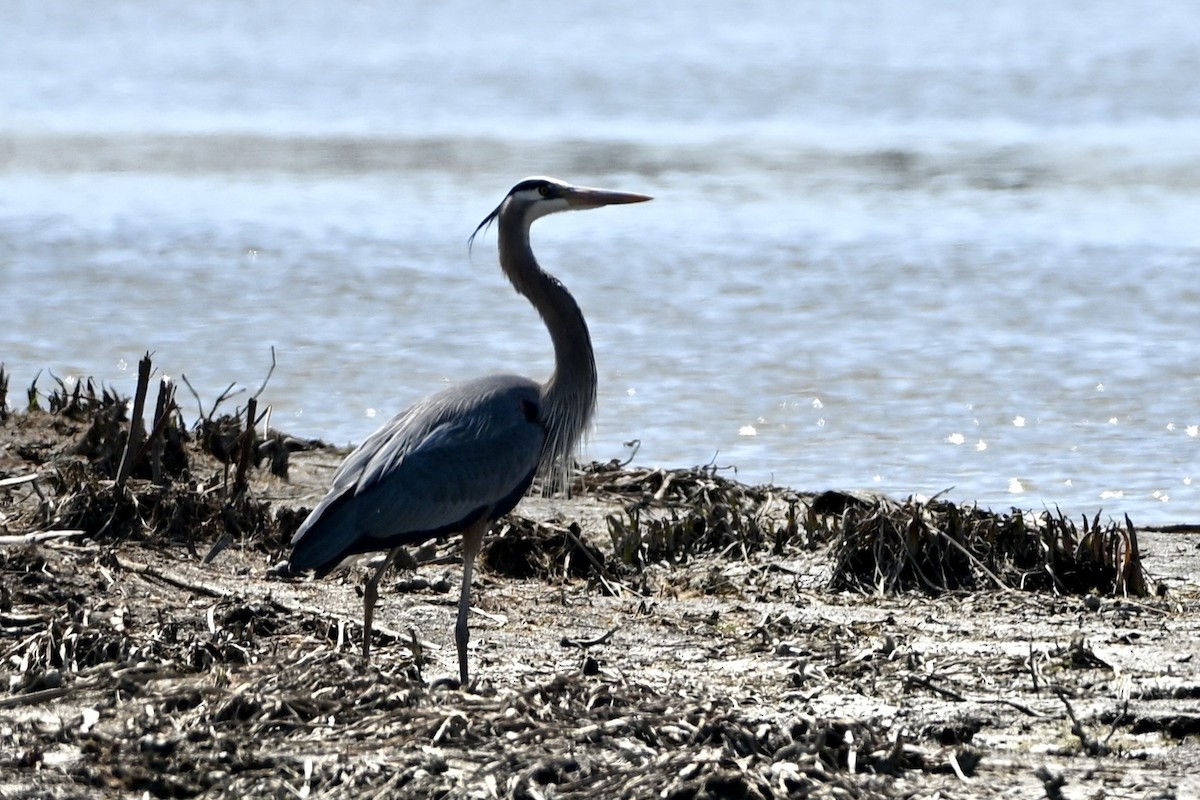 Great Blue Heron - ML634426258