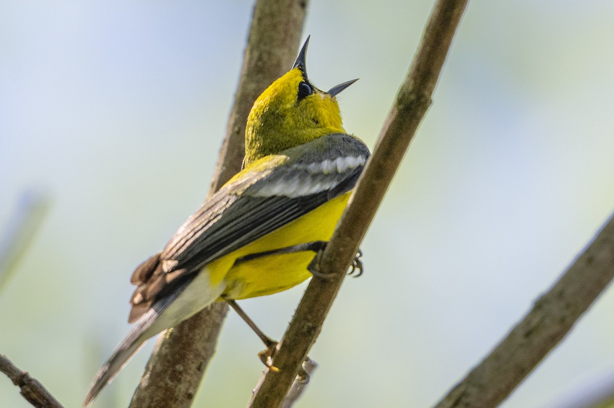 Blue-winged Warbler - ML634426261